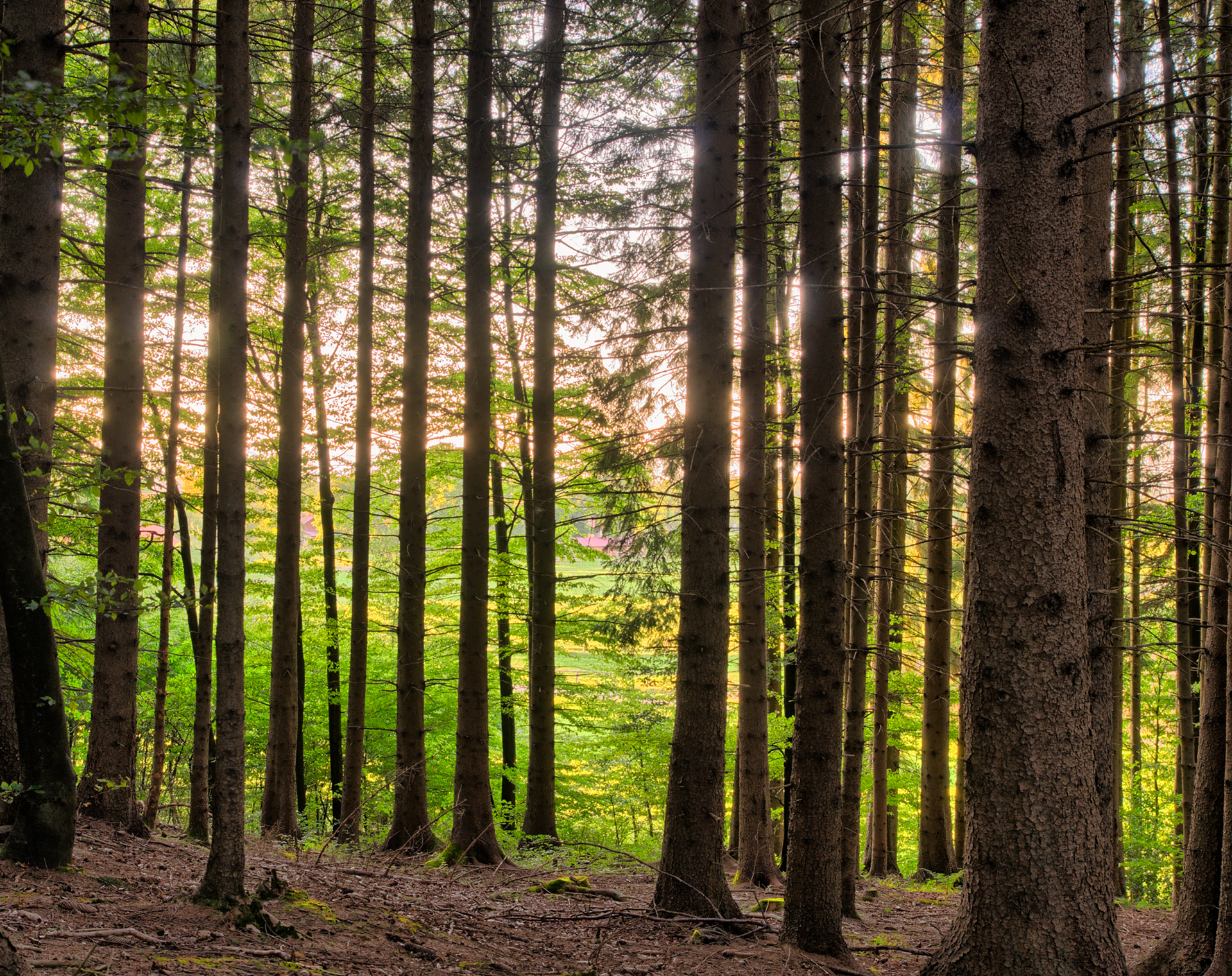 Sauver un arbre, une feuille à la fois