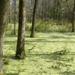 Le parcours des milieux naturels de Longueuil